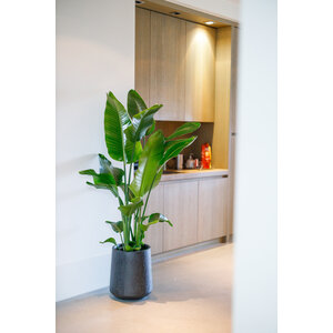 Figure 5 plantation en vrac