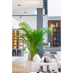 Figure 6 plantation en vrac
