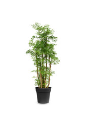 Polyscias Ming XL