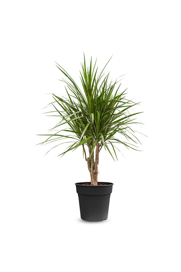 Dracaena Marginata S