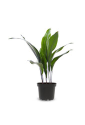 Aspidistra Eliator S