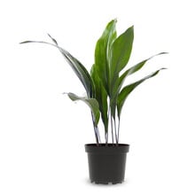Aspidistra