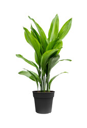 Aspidistra Eliator M