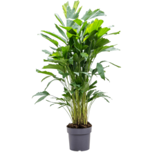 Caryota