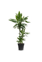 Dracaena Janet M