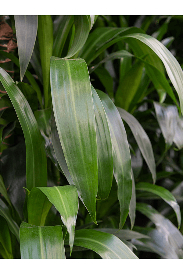 Dracaena Janet M