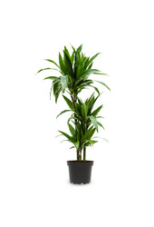 Dracaena Janet L