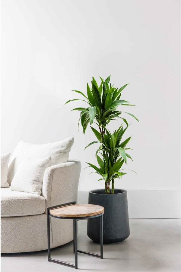 Dracaena Janet L