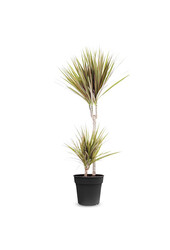 Dracaena Bicolor S