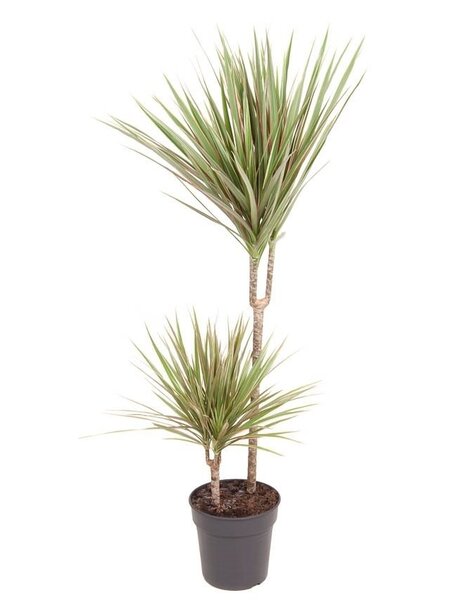 Dracaena