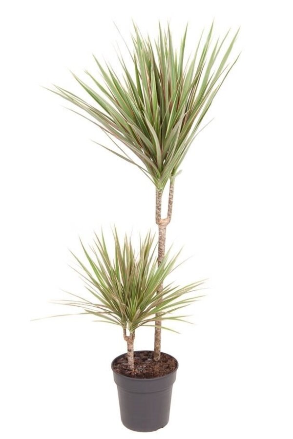 Dracaena Bicolor M