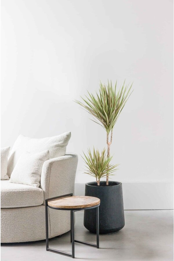 Dracaena Bicolor M