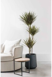 Dracaena Bicolor L