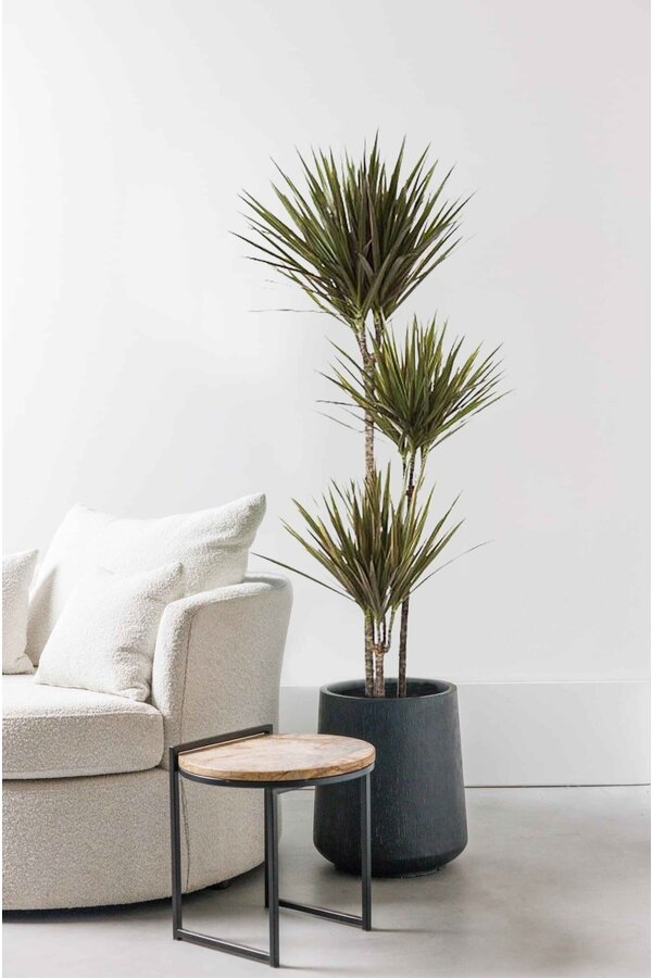 Dracaena Bicolor L