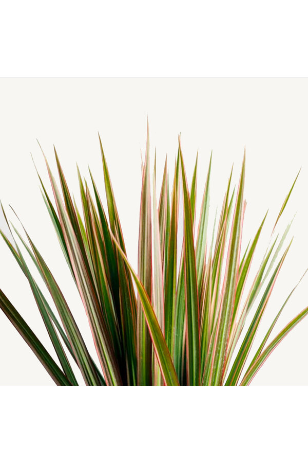 Dracaena Bicolor L