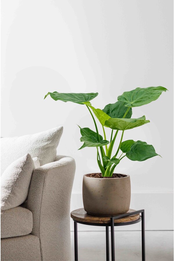 Alocasia cucullata