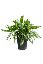 Aglaonema Maria