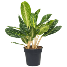Aglaonema