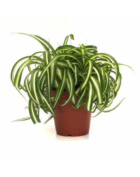 Chlorophytum