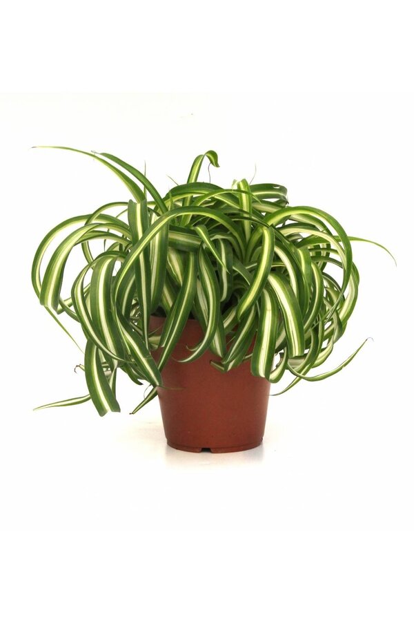 Plante verte Bonnie