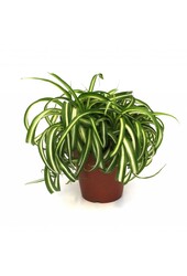 Plante verte Bonnie