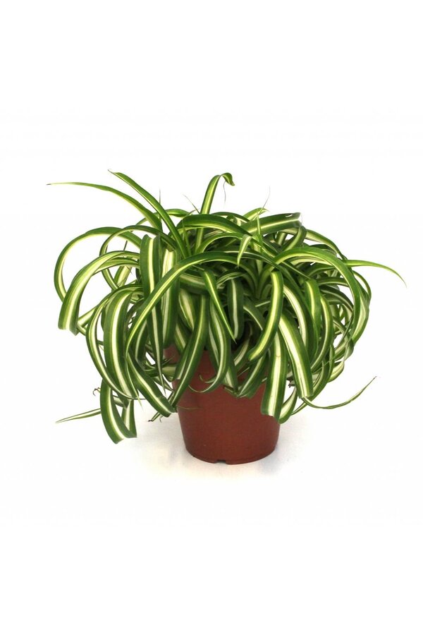Plante verte Bonnie
