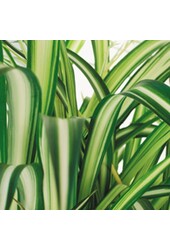 Plante verte Bonnie
