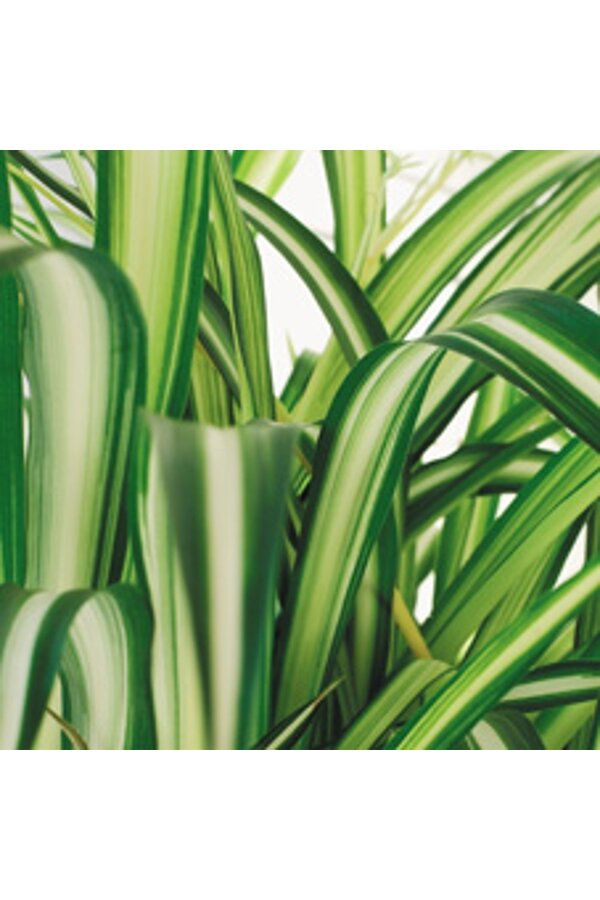 Plante verte Bonnie