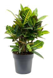 Croton Wonder Bush S