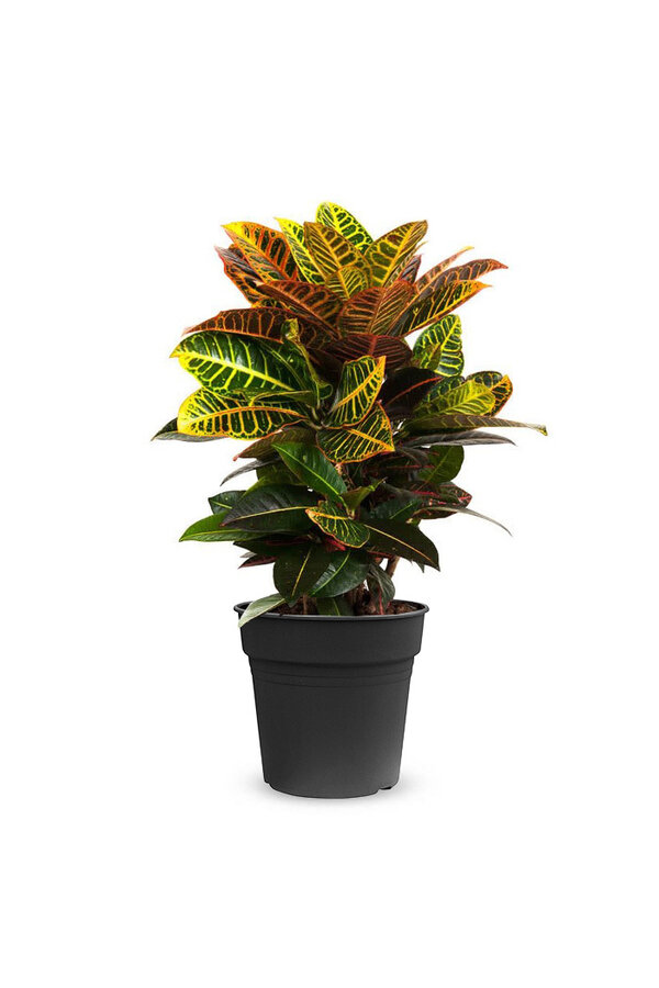 Arbuste miraculeux Croton Petra M