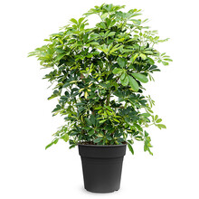Schefflera