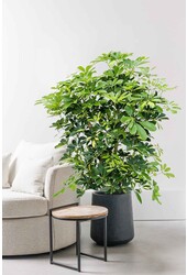 Schefflera Bush Fur L