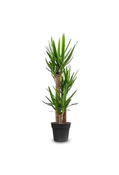 Yucca Elephantipes Touffe  L