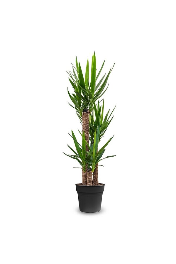 Yucca Elephantipes Touffe  L