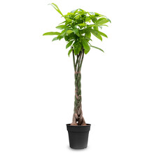 Pachira Aquatica