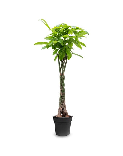 Pachira Aquatica