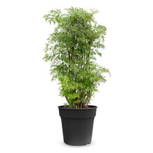 Polyscias