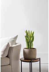 Sansevieria Laurentii L