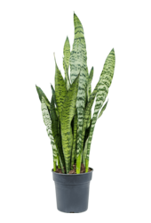 Sansevieria Zeylanica