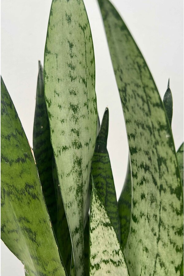 Sansevieria Zeylanica