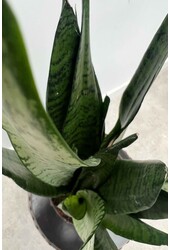 Sansevieria Zeylanica