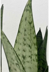 Sansevieria Zeylanica