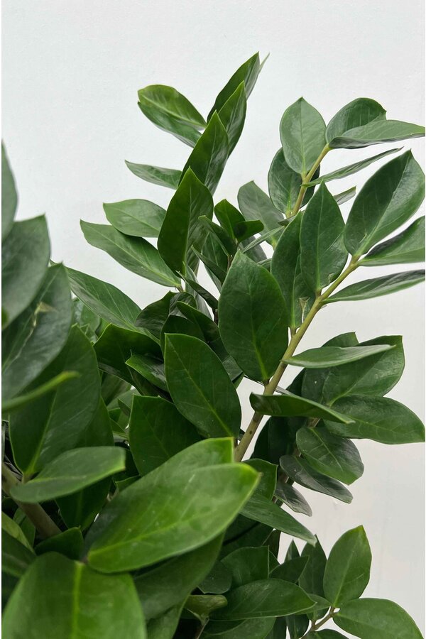 Zamioculcas Duinplant XXL