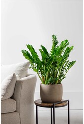 Zamioculcas Plante des dunes M