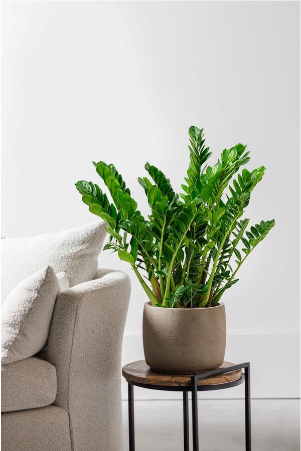 Zamioculcas Plante des dunes M