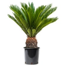 Cycas