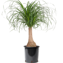 Beaucarnea