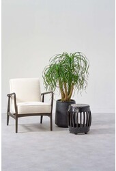 Beaucarnea ramifié L