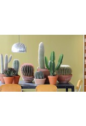 Euphorbia cactus L