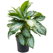 Aglaonema